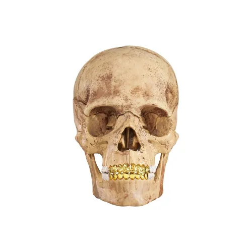 Supreme 4D Human Черепа Hobby Model Trend Основанные Продукты