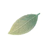 Градиентный зеленый