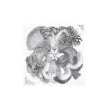 Белый/черный/серый