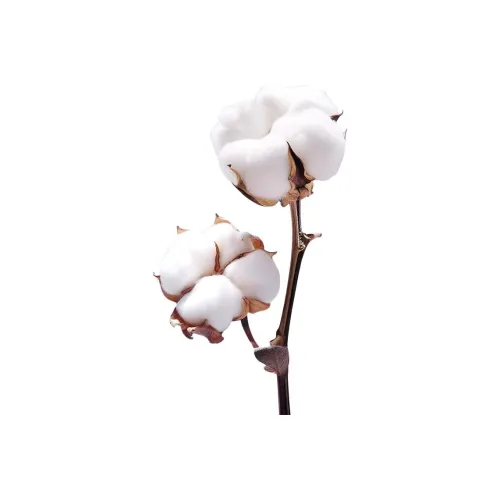 PURCOTTON P Полный принт Женские Повседневные шорты