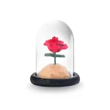 Маленький принц'S Розовый[Черный Основа]