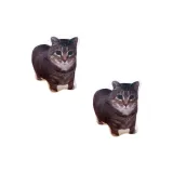 Ойяио Вращающаяся Кошка [2 шт]