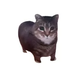 Груша, цветение, котенок