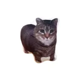 Ойяио Вращающаяся Кошка [1 шт]