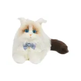 Кошка породы Ragdoll с кружевным шарфом